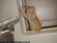 /album/losmejoresvideos-webnode-net/gato-asesino-jpg/